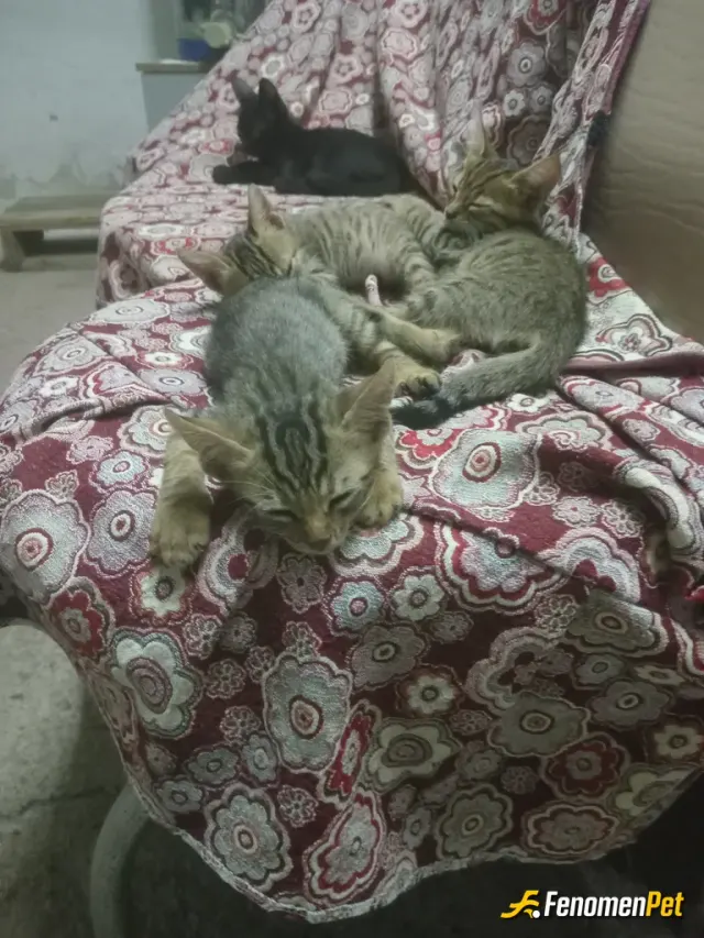 erdemsen123 sokak hayvanını besliyor