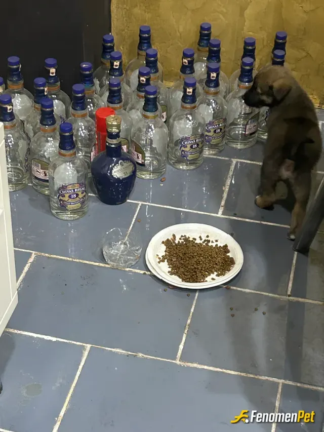 Lauhytx sokak hayvanını besliyor