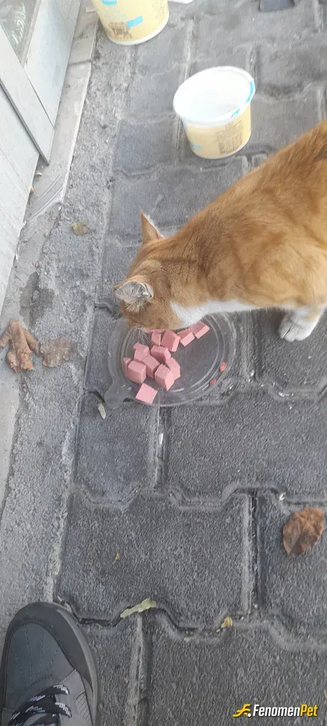 meryemm38 sokak hayvanını besliyor