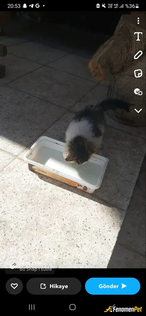 Hakobaba78 sokak hayvanını besliyor