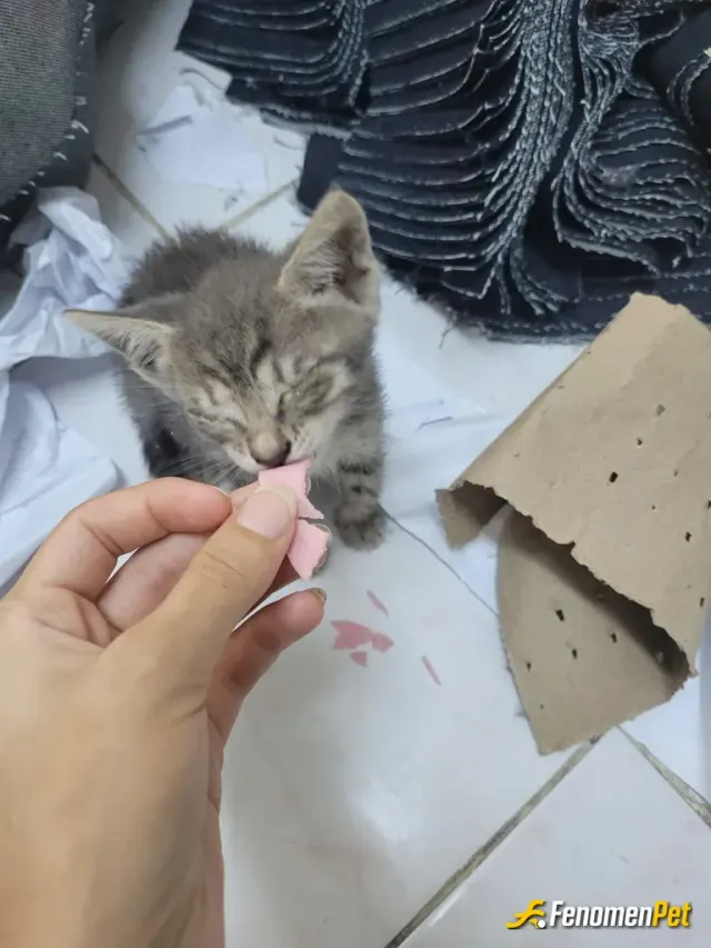 Esraacet sokak hayvanını besliyor