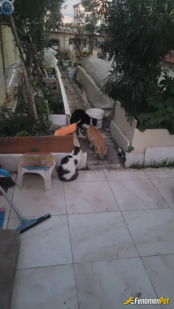 Sokak hayvanı besleme: Bunlara kurban olurum ben hepsi benim yavrum bunların ❤️❤️