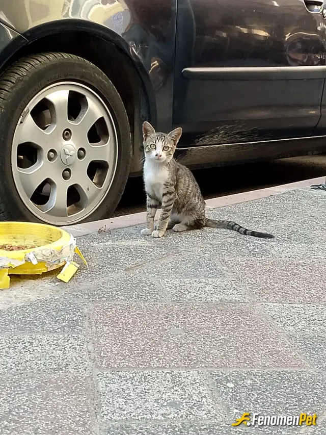 Penumbra sokak hayvanını besliyor