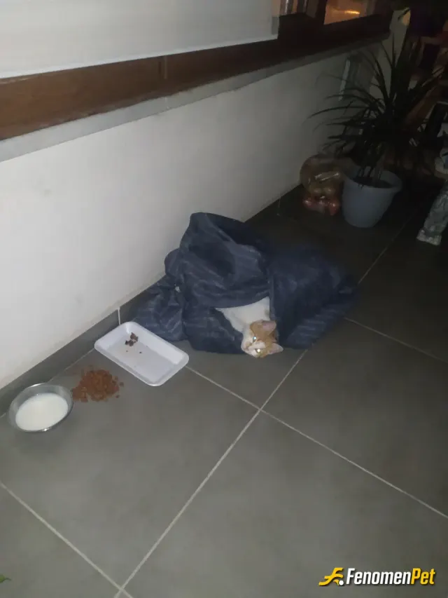 Sokak hayvanı besleme: Sokakta üşüdüğü için balkona aldım :)