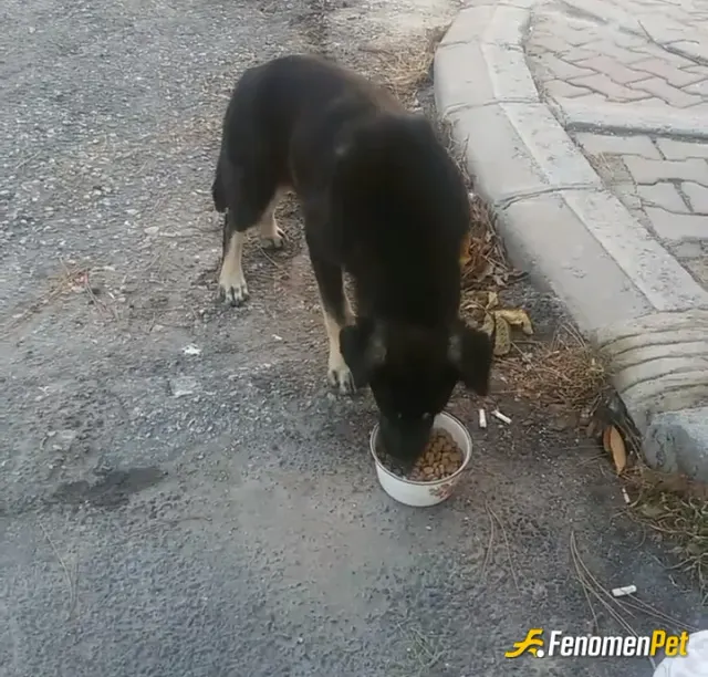 Sokak hayvanı besleme: Ben anneni ölmüş 3 kedi 4 yavru köpek büyüttüm sabah akşam ögle yemeklerini veririm kapıyı açinsa sesine topla