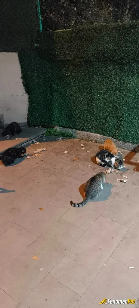 anshinpiti sokak hayvanını besliyor
