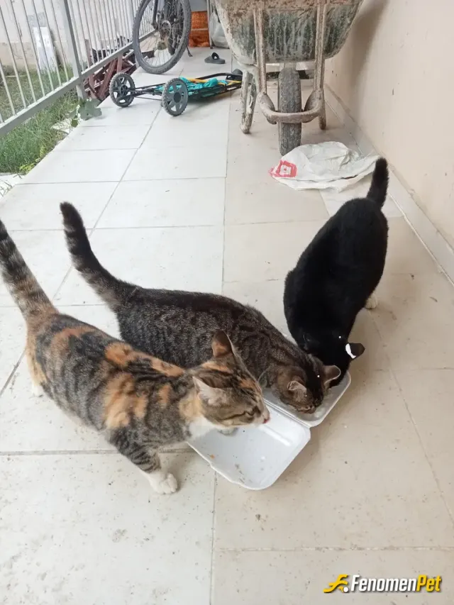 szunbye sokak hayvanını besliyor