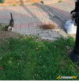 Sokak hayvanı besleme: Aracımda bagajımda kedi ve köpek maması mutlaka bulunur. Nerede bir can görsem besliyorum. Bu güzel hareketini