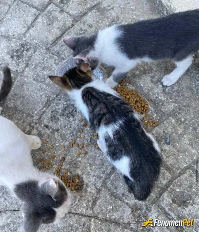 metinkrtl sokak hayvanını besliyor