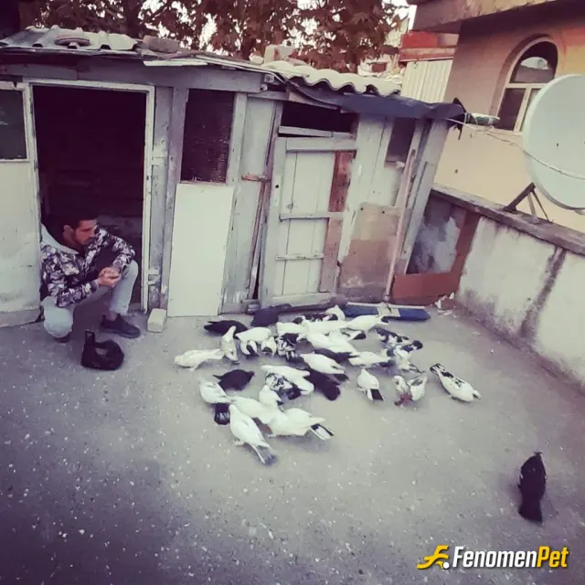 Bunla16 sokak hayvanını besliyor