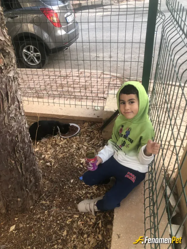 ibbyy sokak hayvanını besliyor