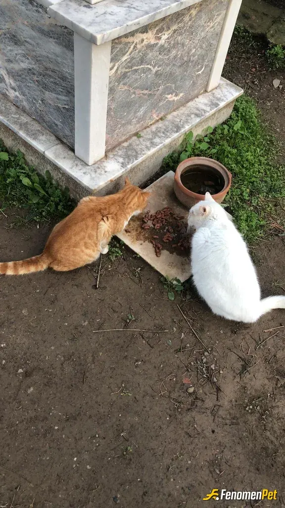 Hedusss sokak hayvanını besliyor