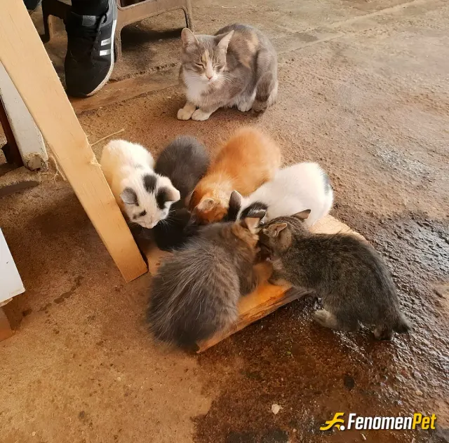 Sokak hayvanı besleme: #Fenomenpet Fenomenbet Pati Dostu
#Fenomenbet - Fenomenbet Patiler de kazanır! 😻😻