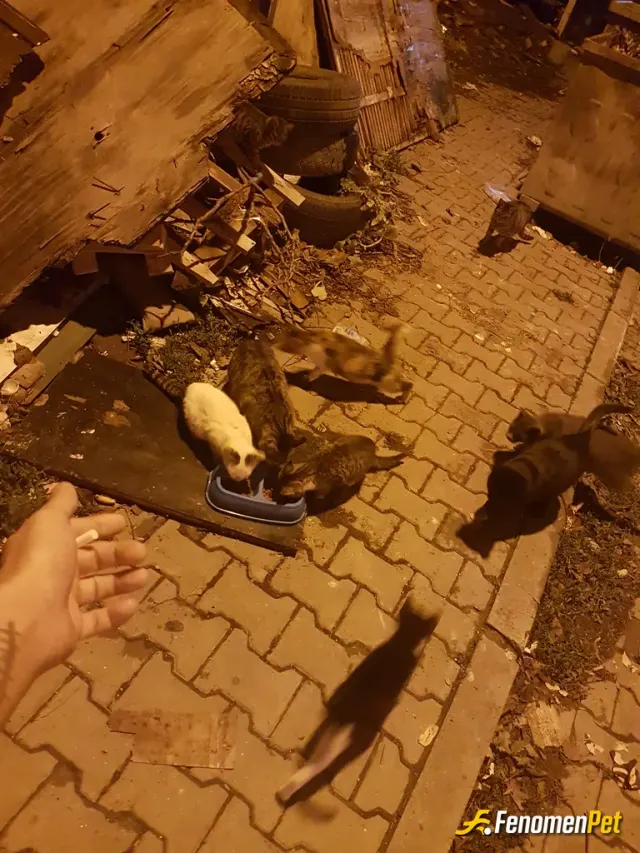 Sokak hayvanı besleme: Bir kap mama onlarca canı hayatta tutar