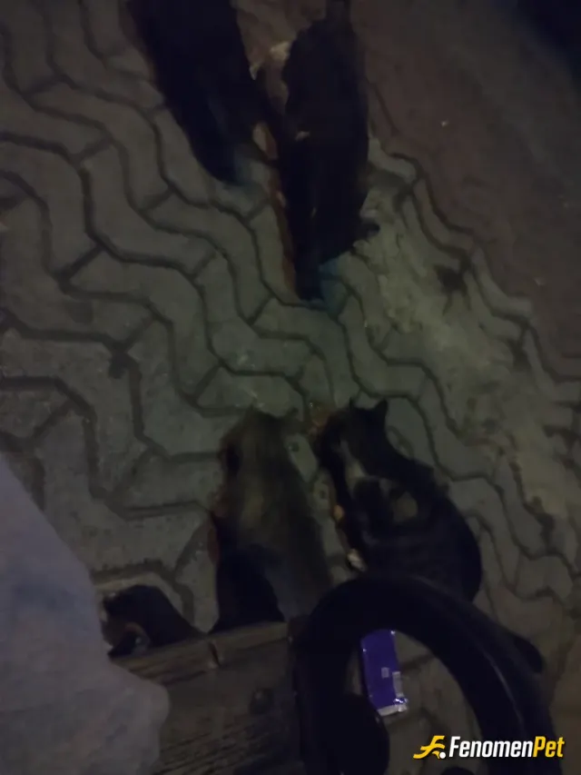 Sokak hayvanı besleme: Fenomenbet ile patili dostlar