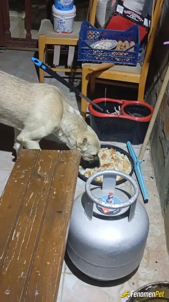 Fenomen61 sokak hayvanını besliyor