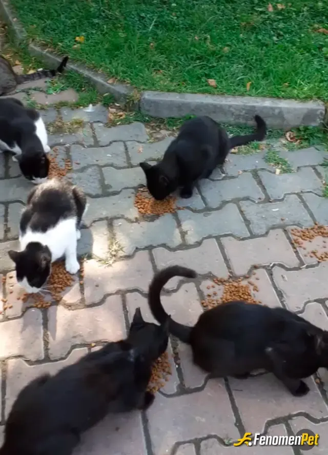 Sokak hayvanı besleme: Ölürüm onlara ben hepsine yetişemesekte gördüklerimize yardım etmekten vazgeçmiyorum❤️