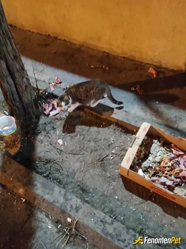 Sokak hayvanı besleme: Sokak hayvanlarına her hafta kasaptan çorbalık tavuk alıp bütün bir apartman olarak besliyoruz. Bunu gören büt