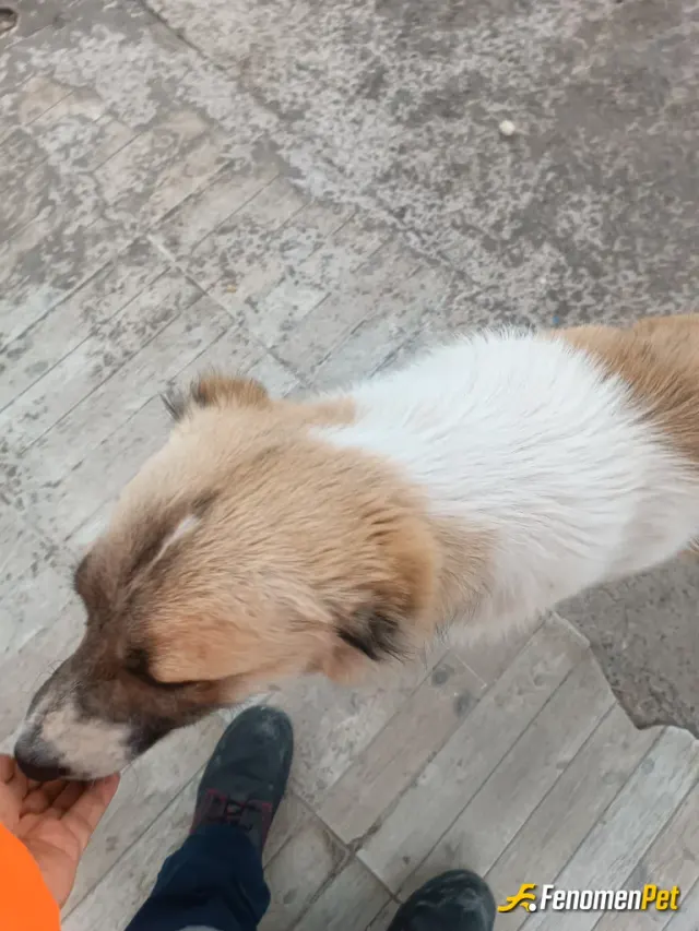 17132940 sokak hayvanını besliyor
