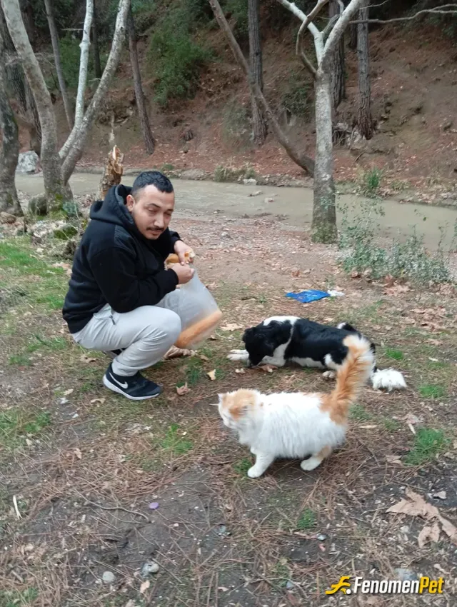 Sokak hayvanı besleme: Bu soğuk havada tüm canlılara yardım edin