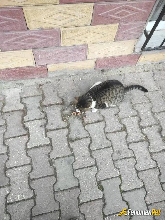 Sokak hayvanı besleme: #fenomenpet
Adam gibi adam fenomenbet böyle kampanyayla gelin bize partili dostlara can feda