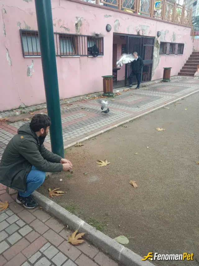Sokak hayvanı besleme: İyi calismmalar
Bem yillardir bunlari besliyordum bakalim talih kusu basimiza konacakmi