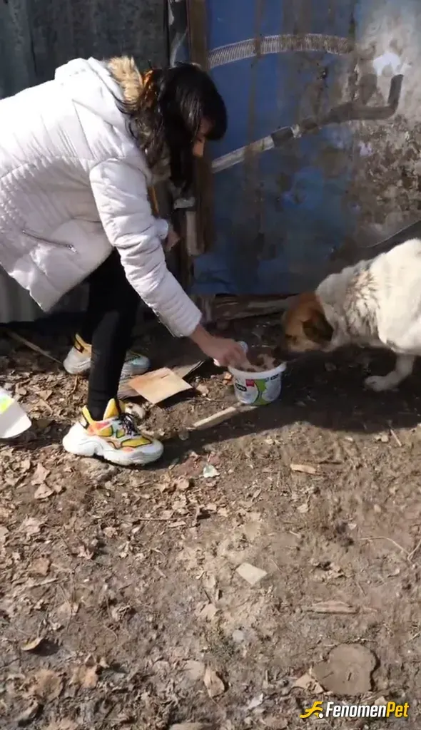 Sokak hayvanı besleme: Gün içerisinde gördüğüm her sevimli dostumuza can olmaya çalışıyorum. Bu sadece bugun cektiğim bi kare. Ne kad