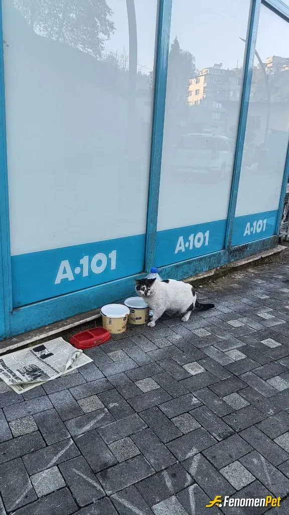 Onurktl0 sokak hayvanını besliyor