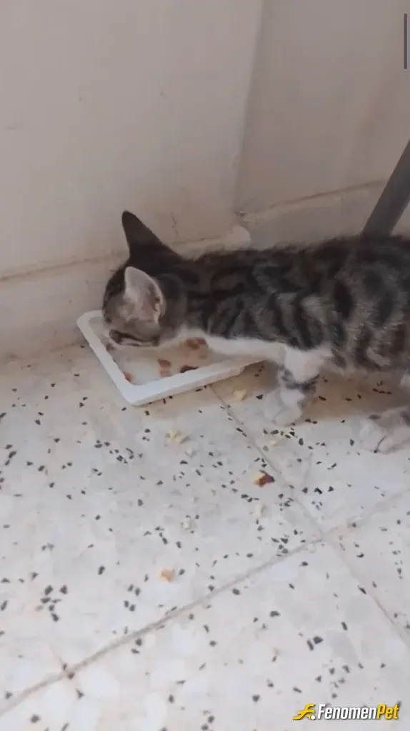 Leoisa18 sokak hayvanını besliyor