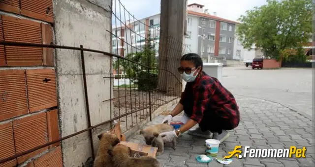 Pinikloli sokak hayvanını besliyor