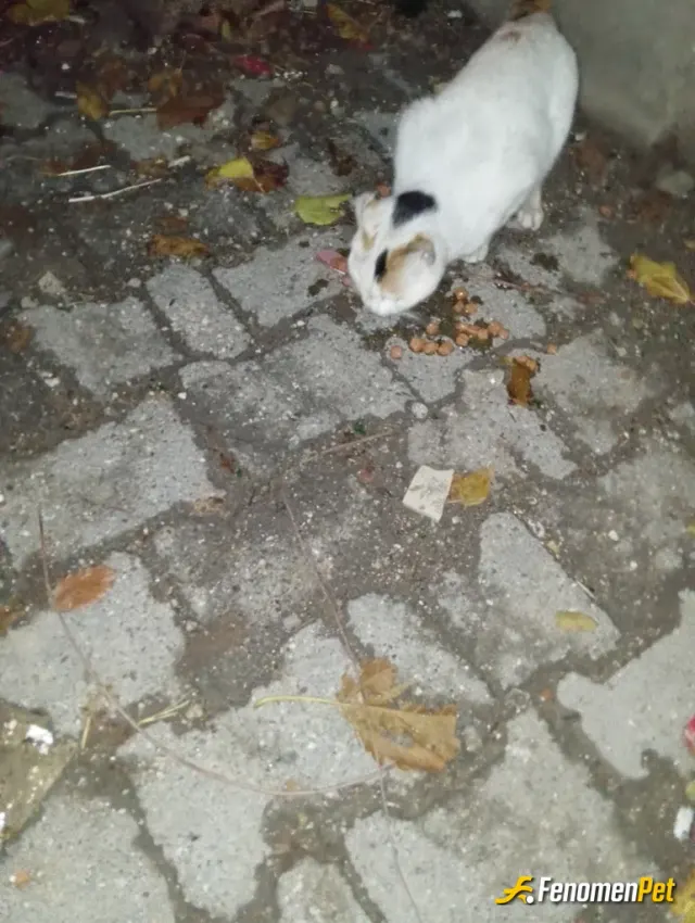 Sokak hayvanı besleme: Kendisine yaş mama alınca seviniyor kerata