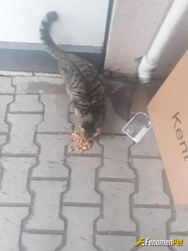 Sokak hayvanı besleme: öncelikli olarak merhabalar.ben normalde yaptığım iyilikleri paylaşmayı sevmem ama neden se bu sabah aklıma si