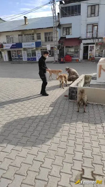 Sokak hayvanı besleme: FenomenpetGüzel gündü..