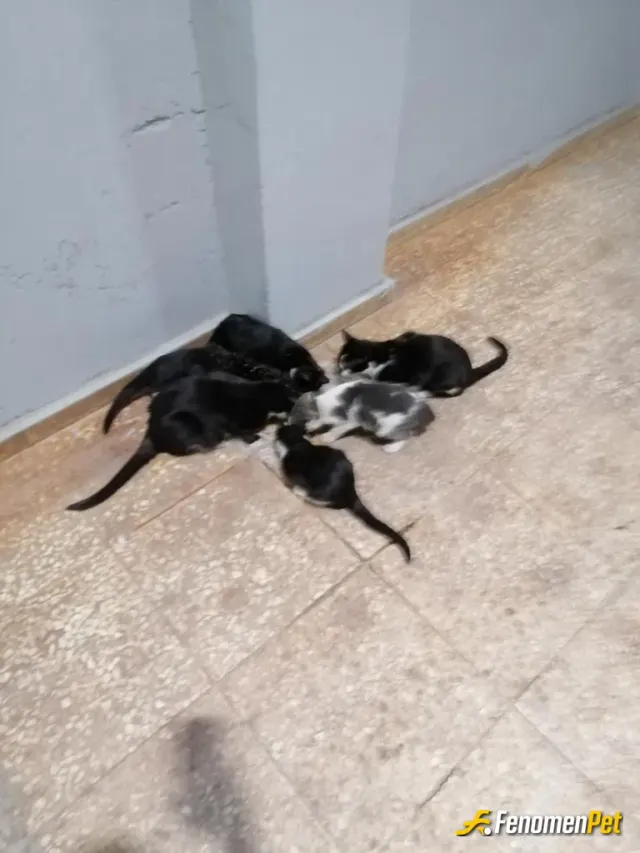 Kkaadam1 sokak hayvanını besliyor