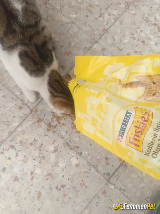 ikalin sokak hayvanını besliyor