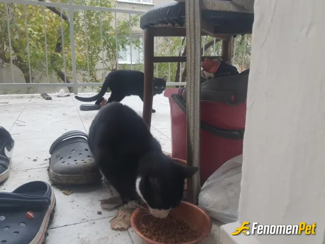 Sokak hayvanı besleme: bu yavrular evimin bahçesine gelip gidiyor sık sık