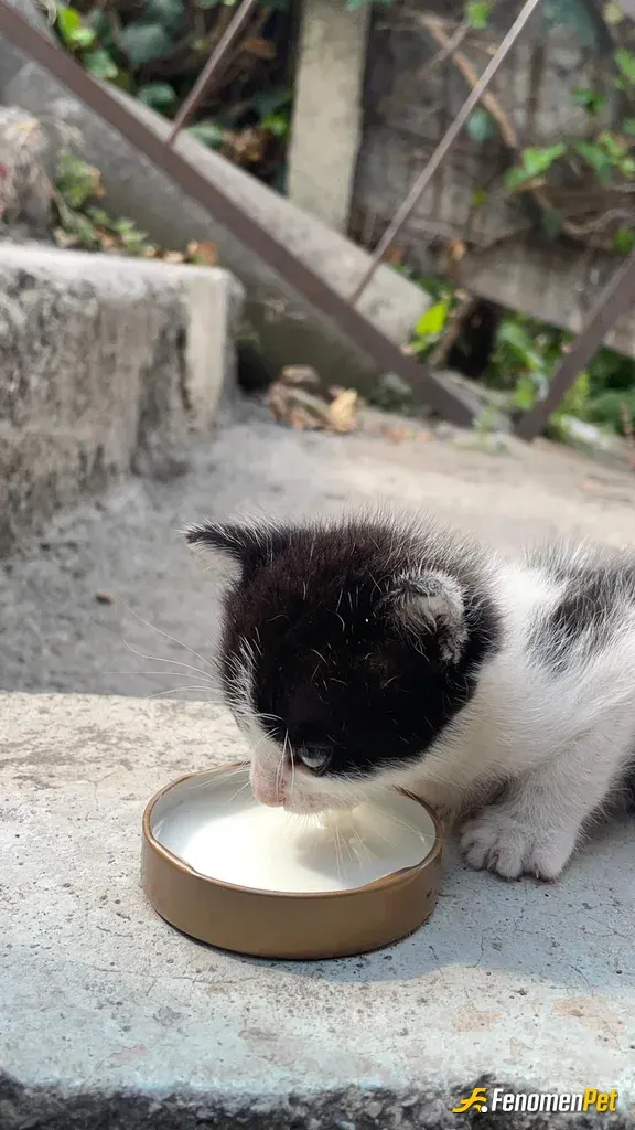 Sezgin6767 sokak hayvanını besliyor
