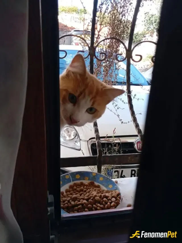 Sokak hayvanı besleme: Günaydın anne :)