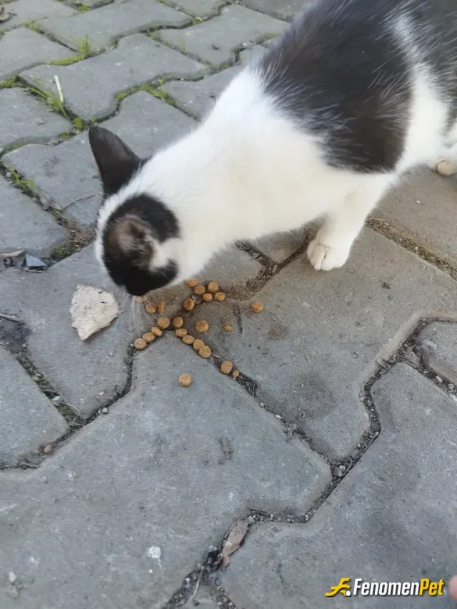 Sokak hayvanı besleme: #Fenomenpet Cins kedi almak yerine sokak kedilerini sahiplenelim
