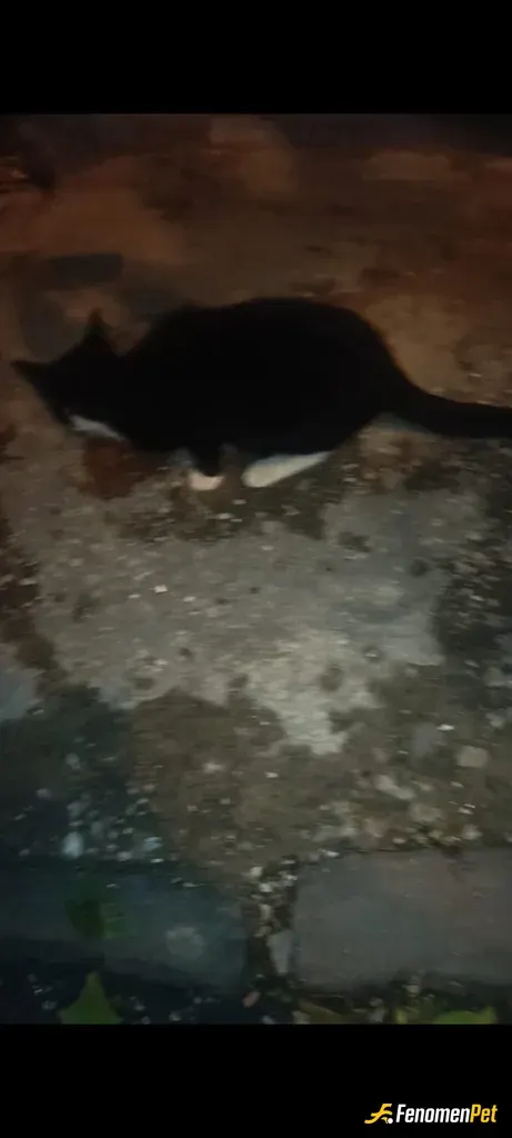 Sokak hayvanı besleme: Her akşam sokagimdaki 12 tane kediyi beslerim.onlar için 15 kiloluk mama almaktayım 10 günde 1 her gün 1.5 kgr