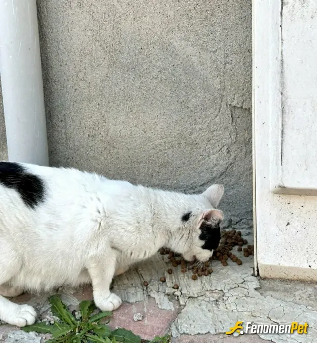 Ahmetbey131656 sokak hayvanını besliyor