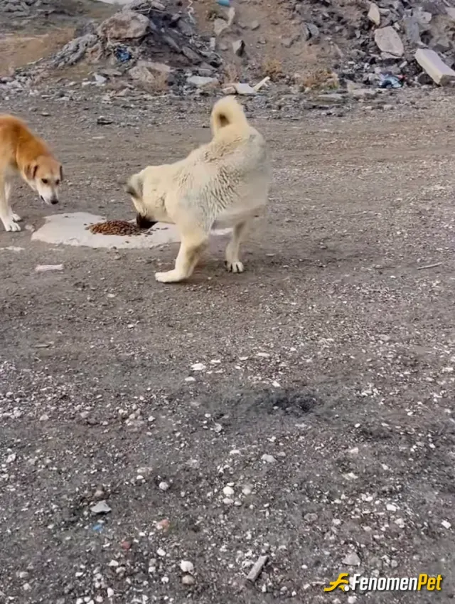 Sokak hayvanı besleme: Yas mama alarak.