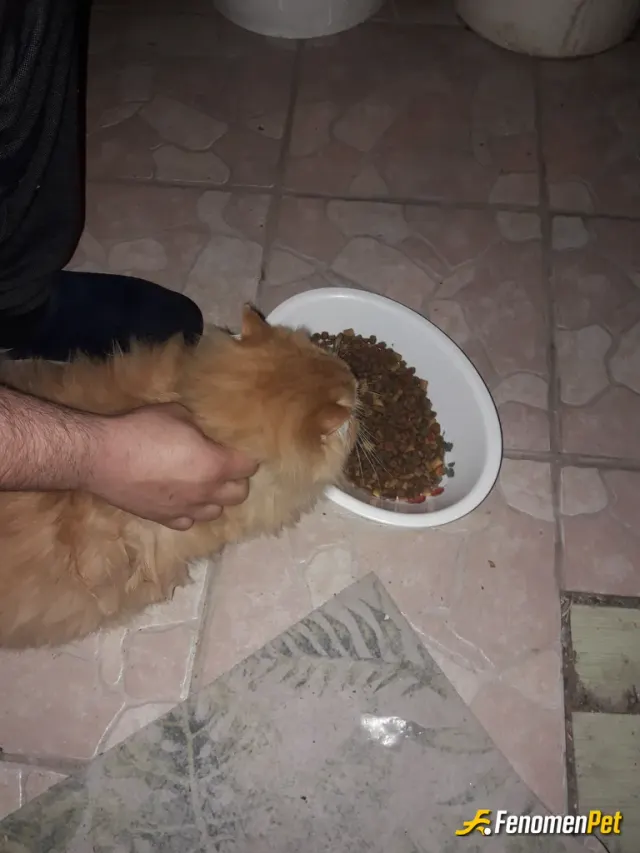 Sokak hayvanı besleme: Kapimiza gelen davetsiz misafir :)