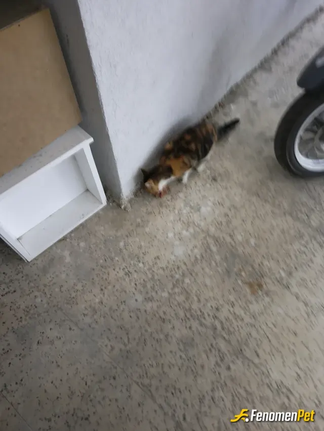Sokak hayvanı besleme: Kendi kapı önünde 8 tane kedi bakmaktayim iş yerimde 2 tane daha var besenekte oldugum