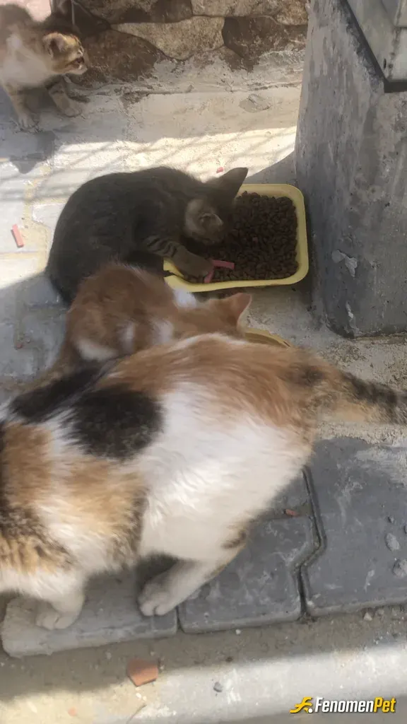 Sokak hayvanı besleme: Mahalledeki tüm sokak canlarına her gün düzenli besleme yapıyorum