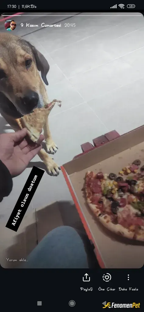 Sokak hayvanı besleme: Afiyet olsun dedi 
Karşılıklı olsun dedim 🥰😘
