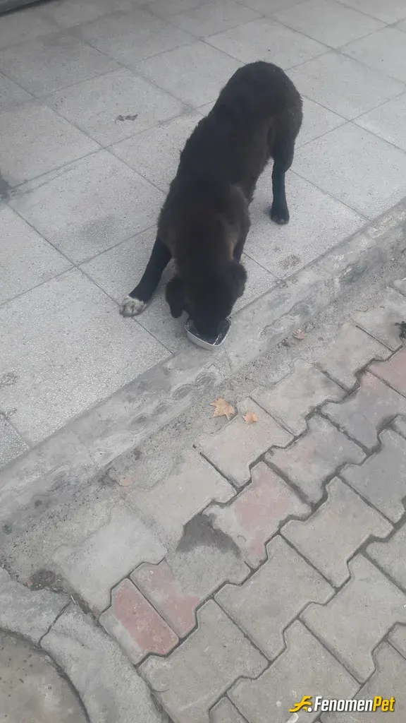 Sokak hayvanı besleme: Pati dostu