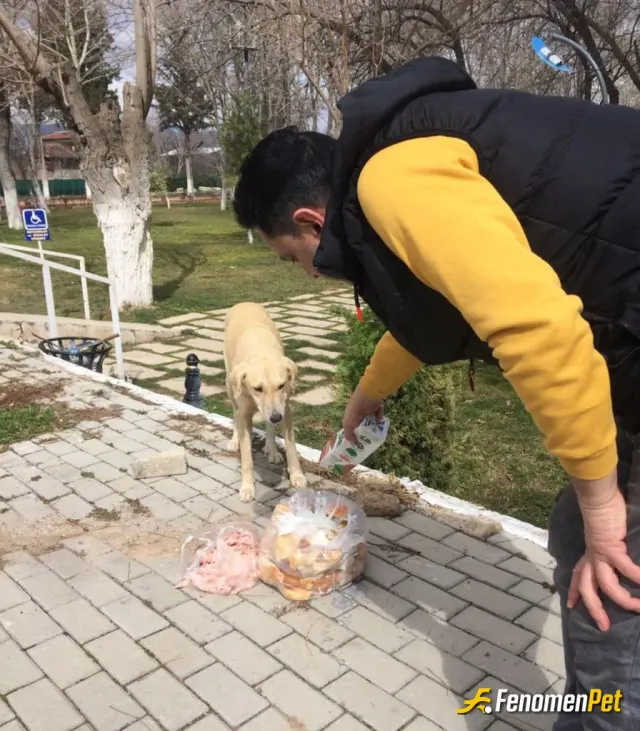 Tavas1981 sokak hayvanını besliyor