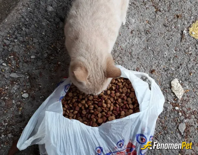 Sokak hayvanı besleme: kedileri sevin koruyun