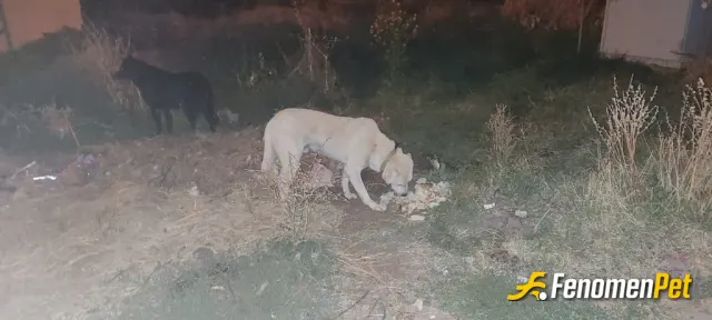 Sokak hayvanı besleme: Yemek vererek